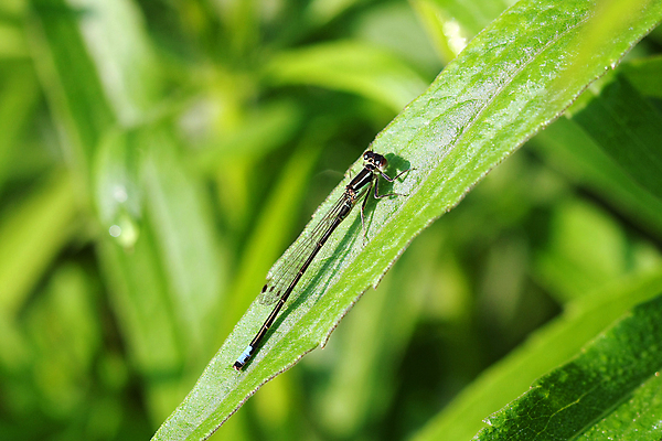 포토 JPG 해외이미지 식물 동물 야생동물 곤충 잎 날개 자연 휴식 생물 앉기 사람없음 야외 빨간색 초록색 물 여름 파란색 컬러풀 정원 봄 연못 잡초 닫기 벌레 잠자리 작음 묘사 육식동물 동물상 해외202004 해외포토 자연요소 계절 컬러 컨셉 모션 조형물 크기 생태계 파일형식 이미지허브