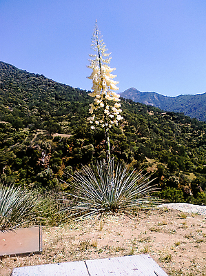 포토 JPG 해외이미지 식물 공원 꽃 줄기 자연 하늘 산 풍경 사람없음 야외 초록색 미국 들꽃 사막 개화 큼 캘리포니아 전국 해외202004 해외포토 공공시설 컬러 북아메리카 크기 생태계 파일형식 이미지허브
