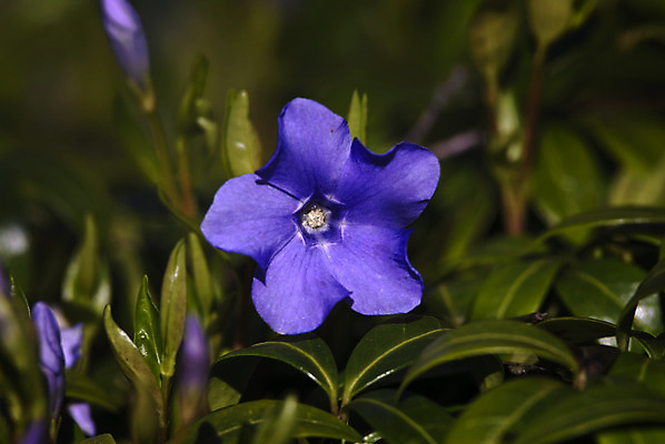 포토 JPG 해외이미지 식물 꽃 유럽 잎 자연 북유럽 노르웨이 풍경 사람없음 야외 봄 삼림지대 스칸디나비아 해외202004 해외포토 계절 나라 숲 생태계 파일형식 이미지허브