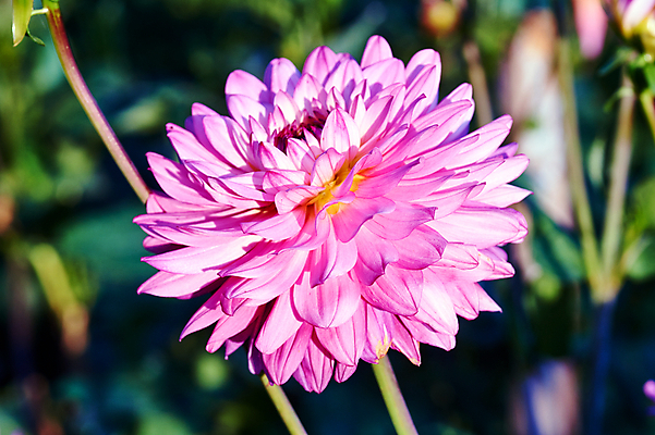 포토 JPG 해외이미지 식물 꽃잎 꽃 분홍색 자연 왕관 사람없음 바구니 정원 달리아 묘사 폴란드 해외202004 해외포토 유럽 컬러 생태계 파일형식 이미지허브