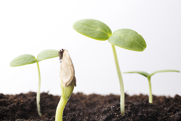 포토 JPG 해외이미지 식물 백그라운드 잎 자연 새로움 씨앗 사람없음 초록색 봄 성장 흰색 작음 오브젝트 뿌리 먼지 개발 고립 모종 해외202004 해외포토 계절 컬러 컨셉 크기 생태계 파일형식 이미지허브