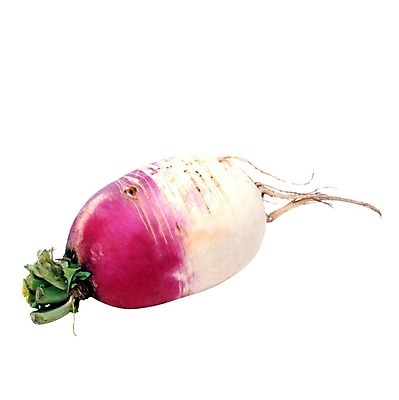 포토 JPG 해외이미지 식물 음식 백그라운드 잎 채소 재료 전구 건강 사람없음 빨간색 초록색 흰색 신선 날것 뿌리 고립 총각무 해외202004 해외포토 컬러 무 파일형식 이미지허브