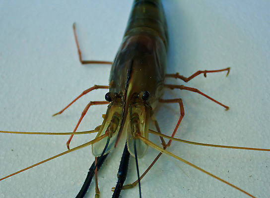 포토 JPG 해외이미지 동물 음식 새우 사람없음 강 수중 가축 고립 해외202004 해외포토 갑각류 파일형식 이미지허브