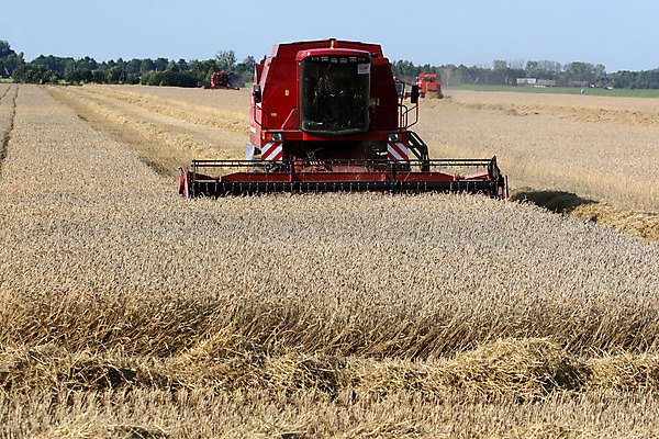 포토 JPG 해외이미지 식물 음식 빵 겨울 밭 농업 자연 옥수수 사람없음 야외 농작물 농장 기계 봄 장비 수확 가을 시골 황금 결합 낟알 자르기 시리얼 밀 드럼 줄서기 호밀 귀리 해외202004 해외포토 계절 산업 모션 타악기 곡류 생태계 파일형식 이미지허브