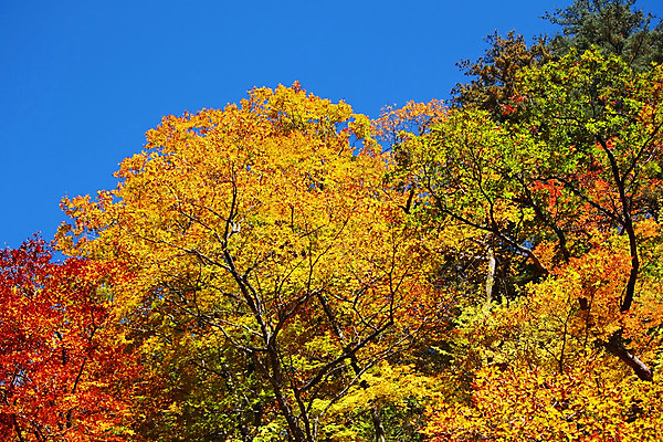 포토 JPG 해외이미지 나무 구름 단풍 잎 오렌지 하늘 사람없음 초록색 파란색 일본 가을 해외202004 해외포토 자연요소 식물 계절 아시아 컬러 과일 파일형식 이미지허브