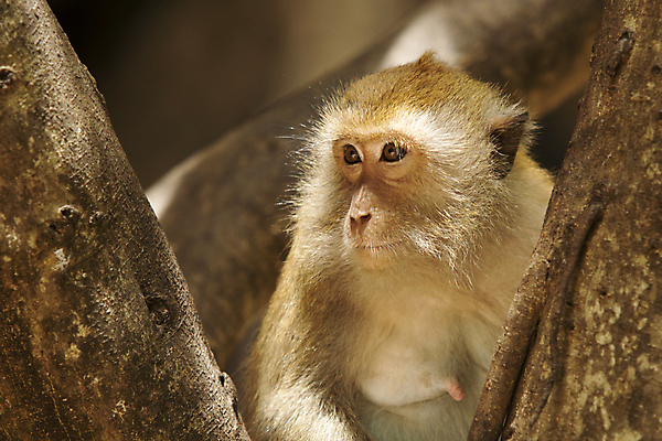 포토 JPG 해외이미지 동물 아시아 야생동물 여행 포유류 태국 엄마 사람없음 환경 원숭이 행운 보호 멸종 서식지 유인원 생태학 생존 해외202004 해외포토 교육 나라 컨셉 가족 파일형식 이미지허브