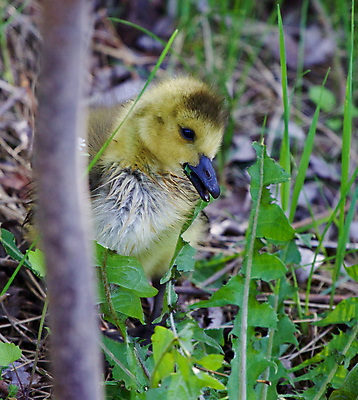 포토 JPG 해외이미지 응시 어린이 포즈 백그라운드 캐나다 가족 관계 엄마 함께함 병아리 사랑 사람없음 머리 검은색 수영 힘 흰색 가르침 수비 보호 목 거위 돌봄 헬프 해외202004 해외포토 시선 교육 감정 컬러 컨셉 북아메리카 모션 조류 사람 신체부위 수상스포츠 도움 파일형식 이미지허브