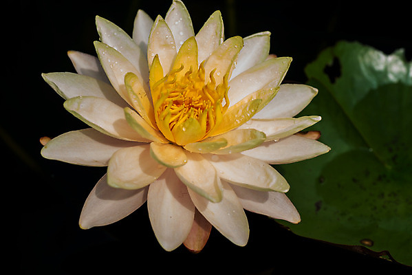 포토 JPG 해외이미지 식물 공원 꽃잎 꽃 호수 선 분홍색 꽃다발 여행 백그라운드 잎 꽃무늬 자연 연꽃 동양인 사람없음 야외 초록색 물 여름 파란색 빛 세계 약 정원 스파 봄 벚꽃 흰색 연못 개화 백합 명상 싱글 내추럴 해외202004 해외포토 자연요소 계절 공공시설 컬러 무늬 의학 인종 생태계 파일형식 이미지허브