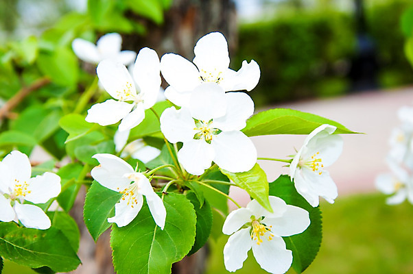포토 JPG 해외이미지 나무 식물 디자인 계절 꽃잎 꽃 잎 꽃무늬 농업 벽지 사람없음 그래픽 장식 빨간색 컬러풀 환경 정원 봄 성장 벚꽃 흰색 나뭇가지 신선 개화 사과 과수원 원예 질감 내추럴 고립 해외202004 해외포토 산업 컬러 무늬 과일 취미 파일형식 이미지허브