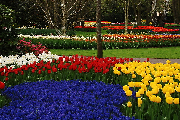 포토 JPG 해외이미지 식물 계절 꽃잎 꽃 줄기 백그라운드 잎 꽃무늬 패턴 밭 농업 자연 사람없음 야외 빨간색 여름 햇빛 정원 봄 줄무늬 활발 젖음 튤립 벚꽃 시골 침대 개화 다발 네덜란드 나누기 강렬 블러 줄서기 많음 해외202004 해외포토 유럽 산업 컬러 가구 컨셉 무늬 모션 태양 생태계 파일형식 이미지허브