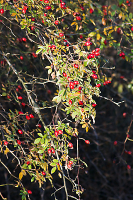 포토 JPG 해외이미지 식물 열매 음식 과일 자연 건강 사람없음 빨간색 약 장미 건강관리 가을 약초 엉덩이 약국 허브 유기농 내추럴 해외202004 해외포토 웰빙 계절 꽃 컬러 의학 관리 신체부위 풀_식물 생태계 파일형식 이미지허브