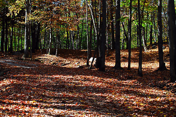 포토 JPG 해외이미지 나무 식물 계절 백그라운드 잎 오렌지 자연 풍경 사람없음 야외 목재 초록색 노란색 가을 나뭇가지 황금 숲 10월 해외202004 해외포토 컬러 과일 재료 날짜 생태계 파일형식 이미지허브