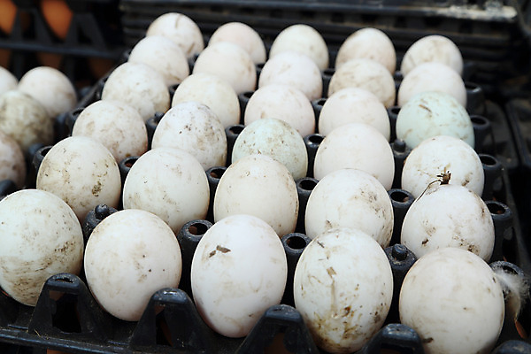 포토 JPG 해외이미지 음식 백그라운드 패턴 농업 재료 포장 공장 자연 부활절 쟁반 건강 요리 사람없음 상자 농장 갈색 쌓기 상점 계란 식사 치킨 껍질 흰색 신선 그룹 시장 아침식사 상품 묘사 유기농 날것 팩 패키지 내추럴 고립 단백질 해외202004 해외포토 웰빙 기념일 산업 컬러 무늬 공업 모션 알 화장품 생태계 닭고기요리 영양소 파일형식 이미지허브