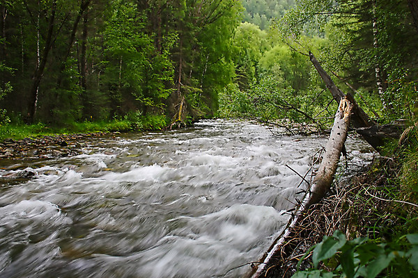포토 JPG 해외이미지 나무 계절 자연 풍경 사람없음 초록색 물 여름 강 우주 흐름 급류 숲 그림 암초 해외202004 해외포토 자연요소 식물 컬러 컨셉 생태계 파일형식 이미지허브