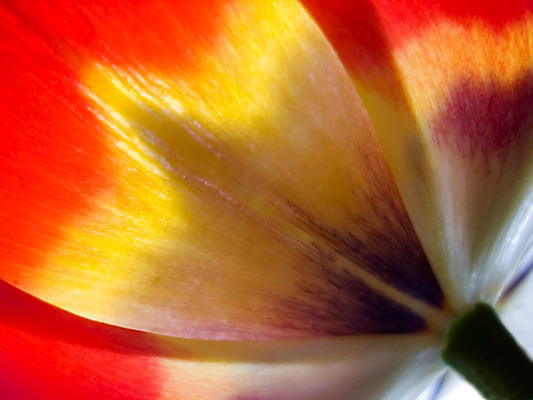 포토 JPG 해외이미지 꽃 백그라운드 발렌타인데이 사랑 사람없음 정원 봄 튤립 엽서 소원 어머니의날 해외202004 해외포토 식물 계절 기념일 감정 데이이벤트 편지 미국문화 파일형식 이미지허브