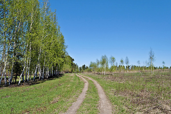 포토 JPG 해외이미지 나무 계절 도로 여행 자연 하늘 풍경 사람없음 야외 목재 초록색 햇빛 침묵 봄 시골 신선 숲 오솔길 러시아 먼지 자작나무 땅바닥 자취 해외202004 해외포토 식물 유럽 길 컬러 재료 교통시설 바닥 태양 소리 생태계 파일형식 이미지허브