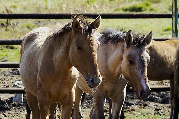 포토 JPG 해외이미지 나무 동물 라이프스타일 응시 밭 농업 가족 자연 3 풍경 사람없음 야외 울타리 태양 펜 갈색 우주 가축 흰색 시골 만 산호 중앙 숲 작음 큼 갈기 카피스페이스 스코틀랜드 해외202004 해외포토 자연요소 식물 시선 산업 컬러 관계 영국 생활 담장 필기구 공백 자포동물 크기 생태계 파일형식 이미지허브