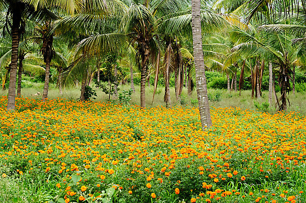 포토 JPG 해외이미지 식물 구름 계절 꽃 백그라운드 농업 자연 바람 날씨 파노라마 풍경 잔디 사람없음 야외 초록색 여름 컬러풀 햇빛 태양 농장 노란색 환경 봄 흰색 시골 땅 천국 넘어짐 밭일 평야 수평선 해외202004 해외포토 자연요소 산업 컬러 모션 촬영기법 생태계 파일형식 이미지허브