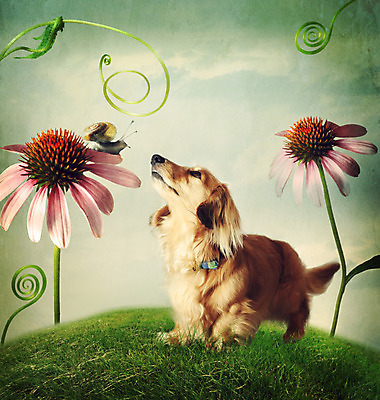 포토 JPG 해외이미지 식물 동물 응시 꽃 행복 분홍색 컨셉 잎 상상 자연 동화 함께함 미술 풍경 사람없음 초록색 친구 반려동물 정원 봄 새벽 우정 꿈 올려보기 수확 소용돌이 인사 개 신비 닥스훈트 언덕 호기심 복고 달팽이 포도나무 공상 마법 몽환 해외202004 해외포토 자연요소 시선 계절 감정 컬러 농업 포유류 관계 모션 문화예술 연체동물 회오리 예절 과일나무 생태계 파일형식 이미지허브