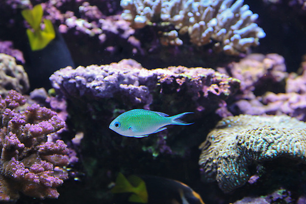 포토 JPG 해외이미지 어류 사람없음 수중 수족관 해외202004 해외포토 수중동물 파일형식 이미지허브