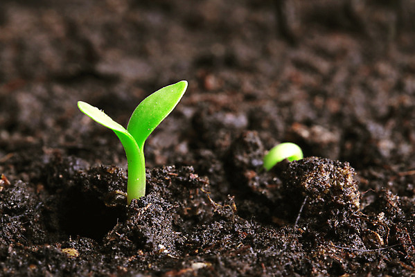 포토 JPG 해외이미지 식물 지구 백그라운드 컨셉 잎 2 농업 자연 오이 새로움 아이디어 사람없음 초록색 빛 갈색 노란색 새싹 환경 흙 회색 성장 신선 작음 유기농 땅바닥 모종 묘목 밭일 생태학 심기 총쏘기 취급주의 해외202004 해외포토 나무 웰빙 교육 산업 컬러 채소 모션 바닥 경고 크기 생태계 파일형식 이미지허브