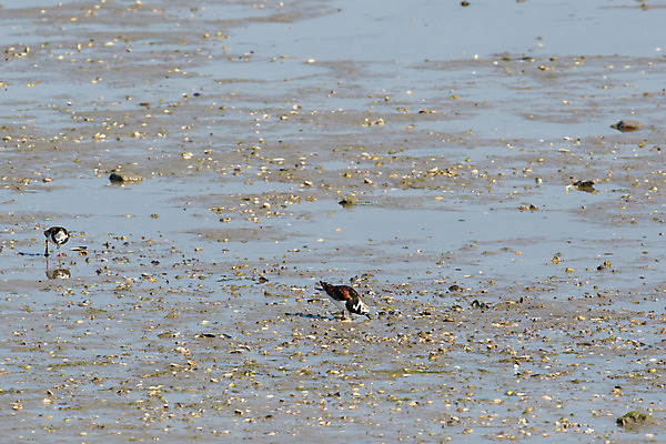 포토 JPG 해외이미지 야생동물 바다 조류 사람없음 물 네덜란드 해외202004 해외포토 자연요소 동물 유럽 파일형식 이미지허브