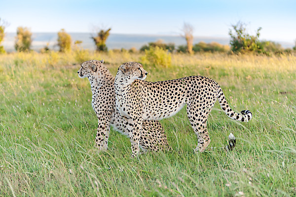 포토 JPG 해외이미지 동물 응시 공원 여자 얼굴 야생동물 백그라운드 2 포유류 아프리카 자연 털 사람없음 머리 맑음 고양이 흰색 황무지 보호 위험 큼 사파리 속도 꼬리 정사각형 육식동물 사냥꾼 멸종 케냐 치타 내추럴 남아프리카 마사이족 보츠와나 사바나 전국 탄자니아 해외202004 해외포토 도형 직업 시선 공공시설 나라 컬러 컨셉 날씨 사람 신체부위 반려동물 크기 생태계 파일형식 이미지허브