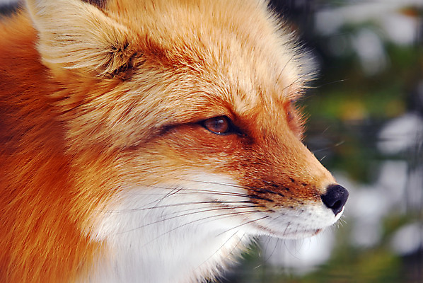 포토 JPG 해외이미지 동물 응시 야생동물 캐나다 포유류 자연 털 사람없음 빨간색 미국 개 모피 코 사냥 여우 육식동물 송곳니 해외202004 해외포토 시선 컬러 북아메리카 신체부위 치아 생태계 파일형식 이미지허브