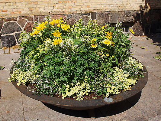 포토 JPG 해외이미지 식물 꽃잎 꽃 유럽 화분 자연 거리 덴마크 사람없음 야외 장식 초록색 노란색 성장 신선 도시 시장 원예 심플 조경 해외202004 해외포토 나라 컬러 북유럽 취미 생태계 파일형식 이미지허브