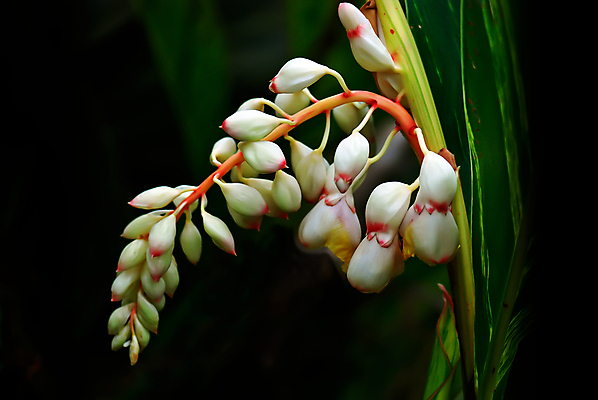 포토 JPG 해외이미지 식물 꽃 자연 사람없음 초록색 노란색 환경 정원 흰색 허브 해외202004 해외포토 컬러 생태계 파일형식 이미지허브