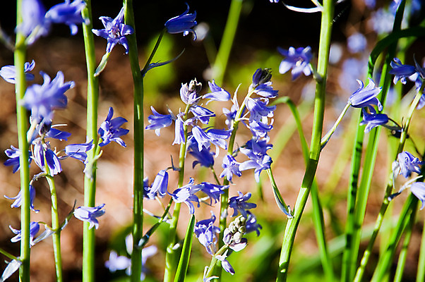 포토 JPG 해외이미지 식물 계절 꽃잎 꽃 줄기 자연 사람없음 야외 파란색 정원 보라색 봄 벚꽃 종 작음 제비꽃 블루벨 영원 캄파눌라 해외202004 해외포토 컬러 크기 생태계 파일형식 이미지허브