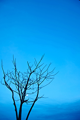 포토 JPG 해외이미지 나무 디자인 실루엣 통신 자연 하늘 추상 그림자 사람없음 파란색 빛 검은색 어둠 달 죽음 야간 달빛 그림 장면 옛날 해외202004 해외포토 자연요소 식물 컬러 무늬 촬영기법 생태계 파일형식 이미지허브