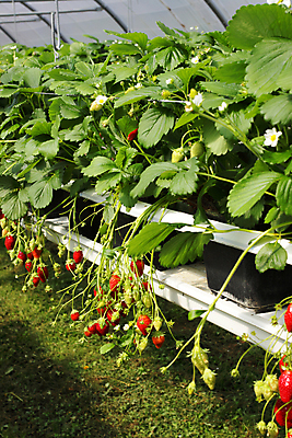 포토 JPG 해외이미지 문화 농업 과일 딸기 디저트 사람없음 태양 주스 봄 보호 시럽 온실 해외202004 해외포토 자연요소 계절 산업 음료 음식 컨셉 파일형식 이미지허브