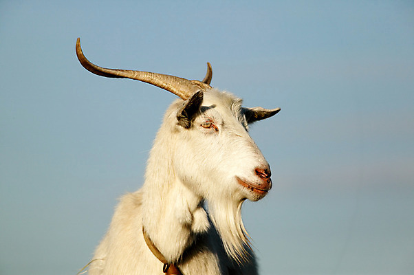 포토 JPG 해외이미지 동물 포유류 하늘 염소 뿔 사람없음 머리 가축 일몰 소 해외202004 해외포토 신체부위 노을 파일형식 이미지허브