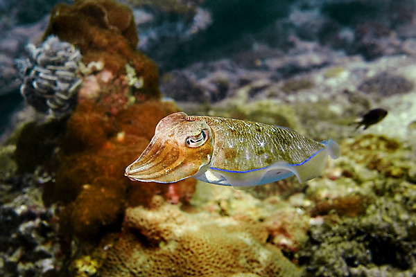 포토 JPG 해외이미지 아시아 바다 태국 어류 사람없음 물 수영 산호 땅 오징어 다이빙 인도네시아 문어 암초 몰디브 푸켓 해외202004 해외포토 자연요소 나라 연체동물 수중동물 수상스포츠 자포동물 수중스포츠 파일형식 이미지허브