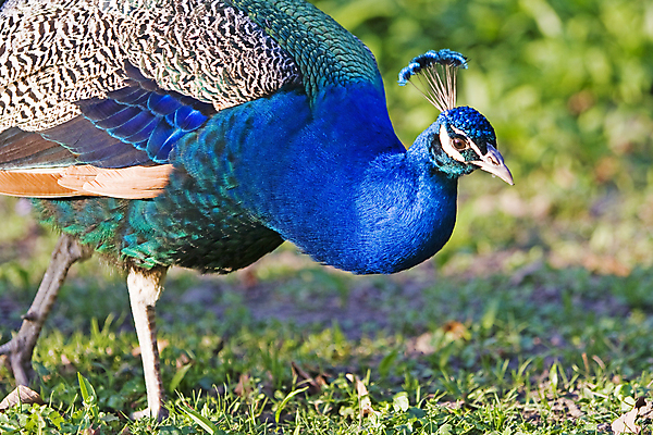 포토 JPG 해외이미지 동물 야생동물 자연 조류 사람없음 파란색 공작 깃털 묘사 해외202004 해외포토 컬러 생태계 파일형식 이미지허브