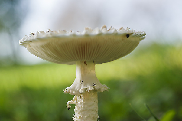 포토 JPG 해외이미지 계절 유럽 음식 줄기 패턴 밭 우산 요정 사람없음 초록색 환경 버섯 이탈리아 성장 가을 흰색 반지 원형 눈금 마녀 마법 10월 곰팡이 독버섯 식용 캡모자 해외202004 해외포토 도형 식물 모자_잡화 나라 컬러 무늬 농업 장신구 날짜 파일형식 이미지허브