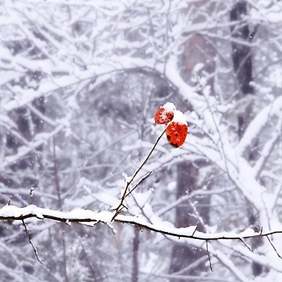포토 JPG 해외이미지 나무 식물 계절 꽃다발 백그라운드 잎 2 겨울 오렌지 자연 사람없음 야외 빨간색 냉동 얼음 추위 가을 흰색 나뭇가지 숲 서리 내추럴 해외202004 해외포토 자연요소 꽃 컬러 과일 생태계 파일형식 이미지허브