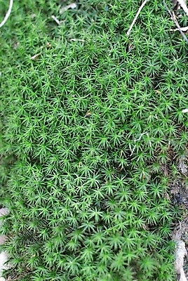 포토 JPG 해외이미지 식물 공원 백그라운드 잎 패턴 자연 이끼 풍경 사람없음 야외 목재 초록색 여름 환경 젖음 성장 신선 닫기 숲 부드러움 내추럴 해외202004 해외포토 나무 계절 공공시설 컬러 무늬 재료 모션 감각 생태계 파일형식 이미지허브