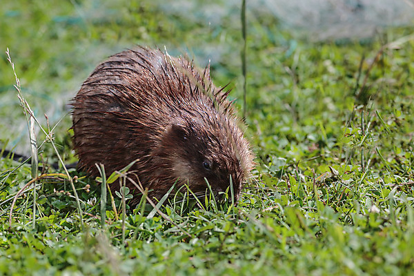 포토 JPG 해외이미지 동물 야생동물 음식 포유류 자연 털 사람없음 야외 초록색 물 여름 젖음 설치류 작음 모피 먹기 내추럴 동물상 채식주의자 해외202004 해외포토 자연요소 계절 컬러 모션 조형물 크기 생태계 채식 파일형식 이미지허브