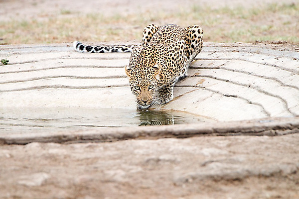 포토 JPG 해외이미지 동물 척추동물 응시 공원 야생동물 여행 포유류 아프리카 자연 친절 털 사람없음 야외 환경 고양이 힘 행성 운전 게임 황무지 보호 위험 큼 모피 심볼 사파리 속도 육식동물 사냥꾼 표범 내추럴 사바나 전국 해외202004 해외포토 직업 시선 공공시설 나라 컨셉 모션 놀이 반려동물 우주 크기 생태계 파일형식 이미지허브