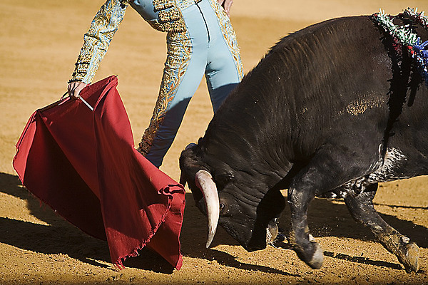 포토 JPG 해외이미지 동물 전통 문화 사람없음 축제 공연 용기 자신감 위험 망토 황소 싸움 민화 스페인어 투우장 해외202004 해외포토 그릇 감정 컨셉 모션 이벤트 소 그림 투우 파일형식 식기 포유류 이미지허브