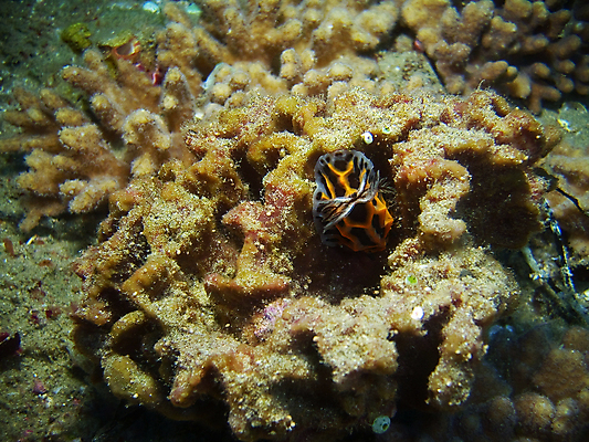 포토 JPG 해외이미지 바다 오렌지 자연 사람없음 흰색 정상 다이빙 각도 해외202004 해외포토 컬러 과일 수영 생태계 수중스포츠 파일형식 이미지허브