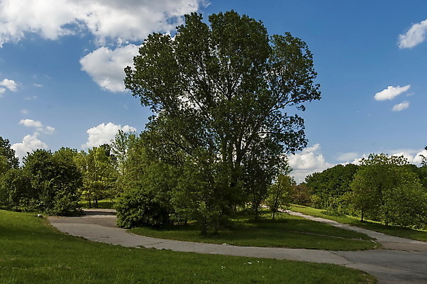 포토 JPG 해외이미지 나무 공원 길 백그라운드 잎 자연 풍경 사람없음 초록색 여름 빛 햇빛 환경 맑음 하이킹 나뭇가지 신선 숲 내추럴 해외202004 해외포토 식물 계절 공공시설 컬러 레저 날씨 태양 생태계 파일형식 이미지허브
