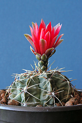 포토 JPG 해외이미지 식물 꽃 자연 선인장 사람없음 초록색 어둠 개화 오브젝트 해외202004 해외포토 컬러 생태계 파일형식 이미지허브