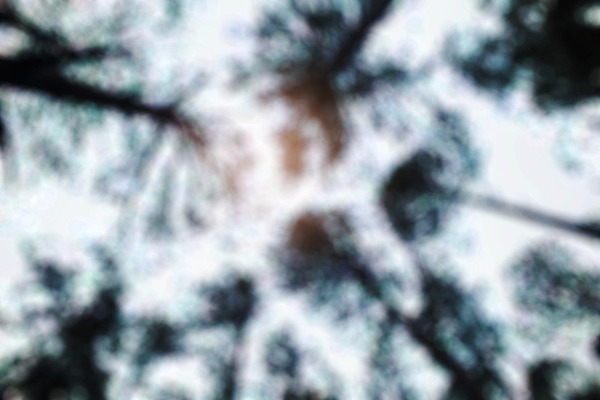 포토 JPG 해외이미지 나무 계절 공원 아시아 겨울 태국 자연 하늘 거리 사람없음 목재 파란색 햇빛 정원 맑음 봄 신선 소나무 소프트포커스 숲 큼 원예 전나무 내추럴 블러 직진 해외202004 해외포토 식물 공공시설 나라 컬러 재료 날씨 촬영기법 취미 태양 크기 생태계 파일형식 이미지허브