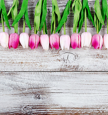 포토 JPG 해외이미지 전통 계절 꽃 분홍색 백그라운드 휴가 부활절 기념 사람없음 목재 장식 초록색 컬러풀 축제 봄 튤립 흰색 시골 머리위 해외202004 해외포토 나무 식물 기념일 컬러 재료 파일형식 이미지허브