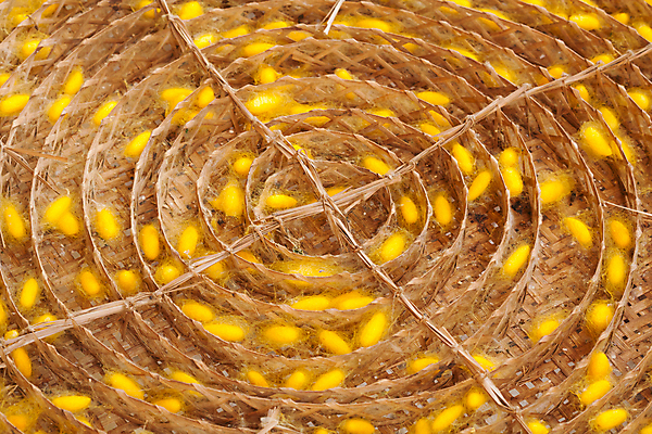 포토 JPG 해외이미지 동물 산업 나비 곤충 백그라운드 패턴 자연 벽지 종류 사람없음 노란색 중국 흰색 직물 실 벌레 실크 소중 순수 묘사 유기농 질감 날것 부드러움 섬유 나방 내추럴 꼬투리 방법 많음 해외202004 해외포토 웰빙 아시아 컬러 컨셉 무늬 감각 생태계 파일형식 이미지허브