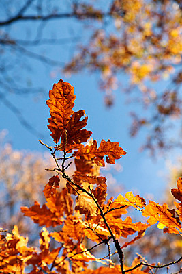 포토 JPG 해외이미지 나무 식물 계절 공원 백그라운드 잎 꽃무늬 패턴 곡선 오렌지 자연 벽지 하늘 추상 사람없음 야외 목재 빨간색 빛 컬러풀 갈색 노란색 정원 활발 가을 나뭇가지 황금 숲 묘사 유기농 질감 내추럴 엘리먼트 해외202004 해외포토 웰빙 공공시설 꽃 선 컬러 컨셉 무늬 과일 재료 생태계 파일형식 이미지허브